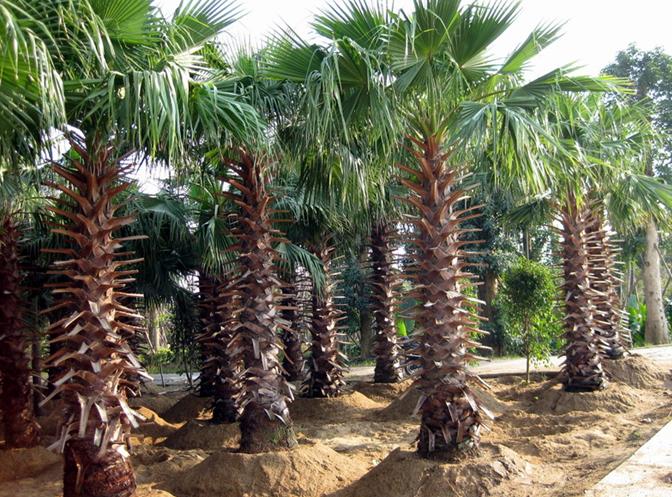 Washingtonia filifera SEEDS California fan palm